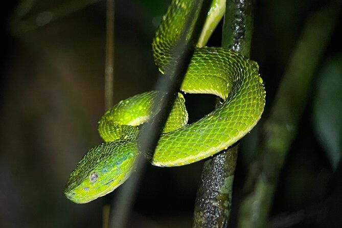 night-walk-among-the-natural-jewels-of-monteverde