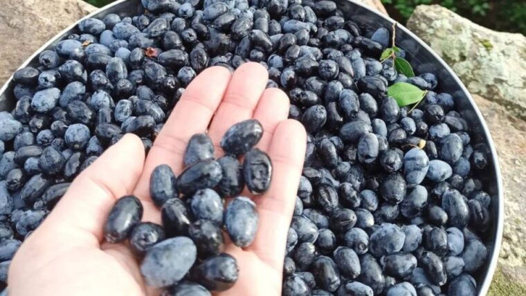 olbia-visit-a-myrtle-making-factory-with-tasting-2