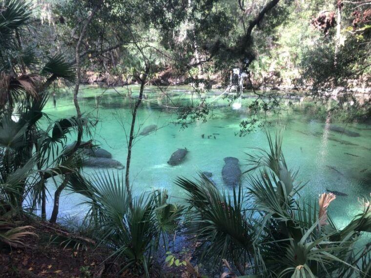 orlando-small-group-manatee-discovery-kayak-tour