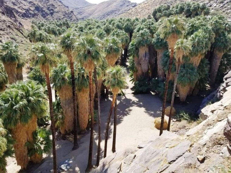 palm-springs-indian-canyons-hiking-tour-by-jeep