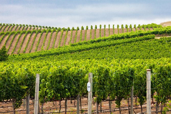 paso-robles-wine-adventure-with-pickup-from-san-simeon-ca