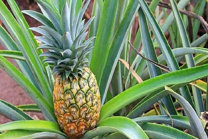 pearl-harbor-dole-plantation-polynesian-center-from-kauai-2