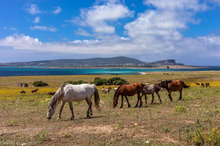 porto-torres-rent-your-mountain-bike-to-discover-asinara
