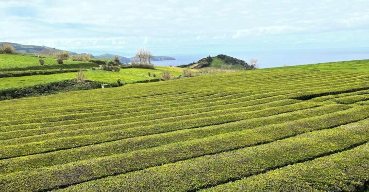 privat-van-tour-furnas-valley-gorreana-tea-islands-gems