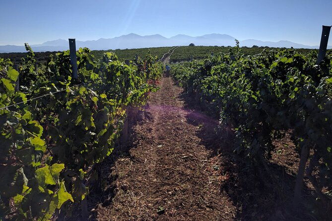 private-cretan-gastronomic-experience-winery-visit-with-tastings-cooking-class