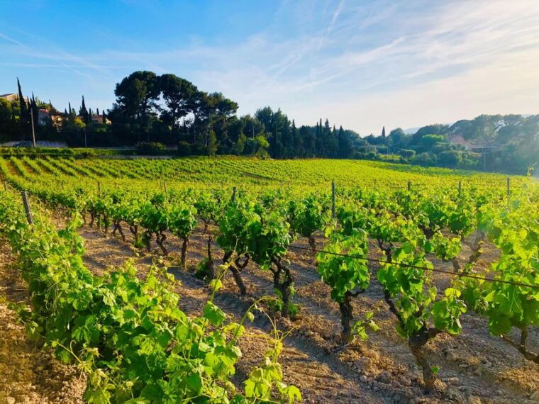 private-day-trip-to-provence-and-lavender-fields