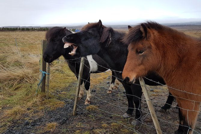 private-golden-circle-thingvellirgeysirgullfossfridheimar