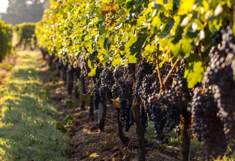 private-lisbon-arrabida-wine-tour-culture-scenery-wines