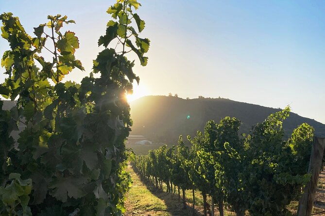 private-san-antonio-port-visit-chocalan-winery-transfer-hotel