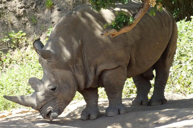 private-tour-of-sonoma-wild-safari-animal-park-and-sonoma-redwoods