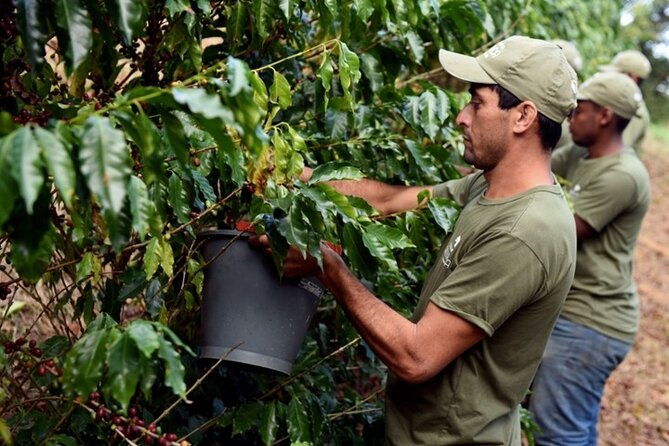 rural-coffee-farm-tour-with-breakfast-lunch-roasting-tasting-experience