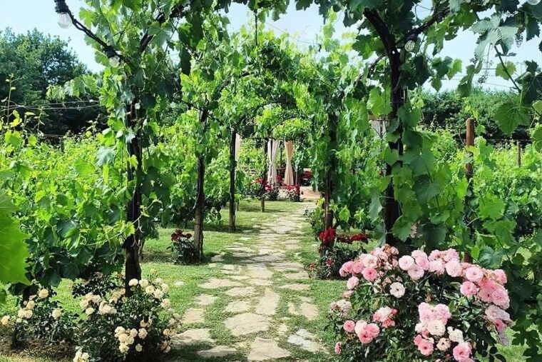 san-gimignano-romantic-vineyard-dinner
