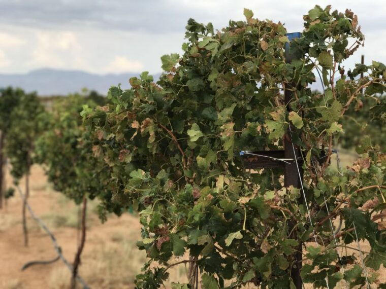 scenic-desert-wine-distillery-tastings-brewery-rt66-lunch