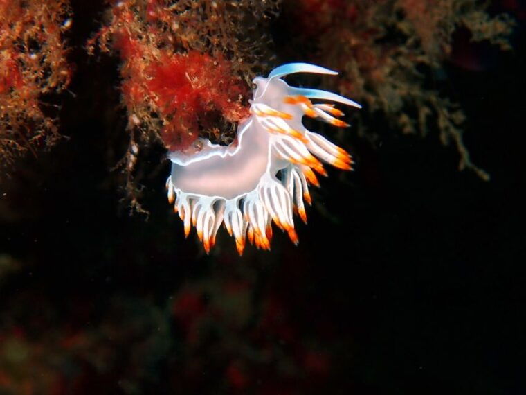sesimbra-arrabida-marine-reserve-scuba-diving-experience