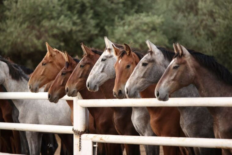 seville-horses-show-entry-ticket-optional-stud-farm-visit