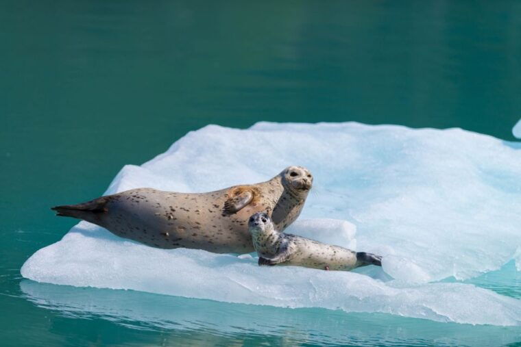 seward-kenai-fjords-national-park-catamaran-cruise-w-lunch