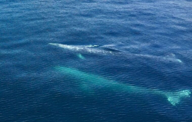 seward-spring-wildlife-guided-cruise
