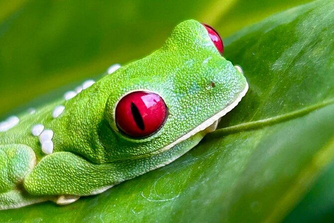 shared-night-tour-forest-experience-in-manuel-antonio