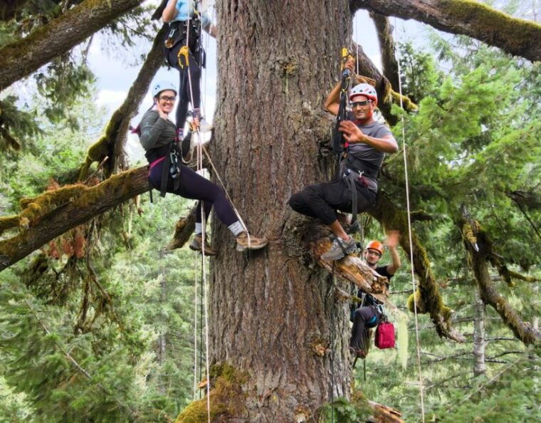 silver-falls-old-growth-tree-climbing-adventure