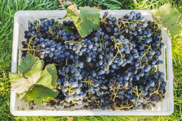 sonoma-valley-guided-winery-tour-with-picnic-lunch