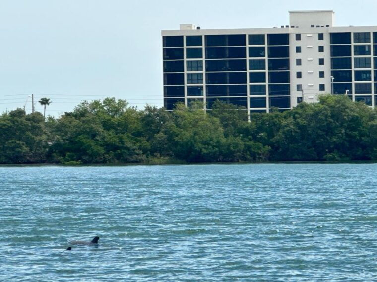 st-petersburg-fl-3-hour-islands-hopping-eco-tour