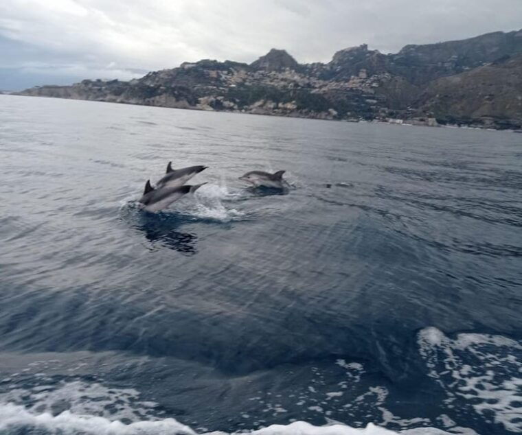 sunset-tour-in-search-of-dolphins-with-aperitif