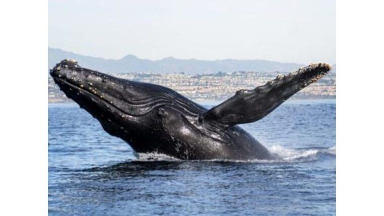 superior-2hr-private-whale-dolphin-watching-newport-beach