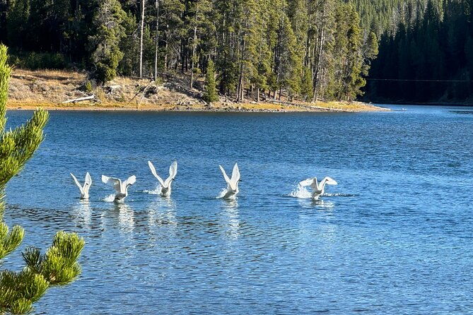 the-full-two-day-private-yellowstone-day-trips-west-yellowstone