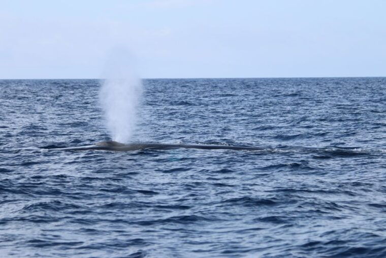 third-whale-and-dolphin-watching-in-a-zodiac-boat