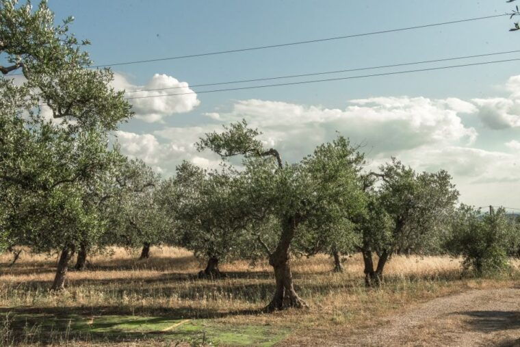 tour-among-the-temples-of-oil-and-the-patriarch-olive-trees