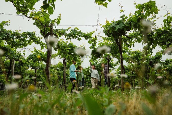 txakoli-vineyards-hike-zumaia-and-getaria-private-outdoor-gastronomic-tour