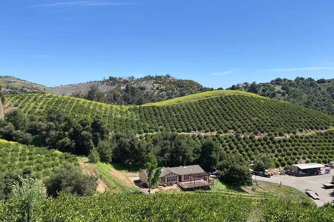u-pick-tangerine-and-lemon-picking-at-sunmist-tangerine-farm