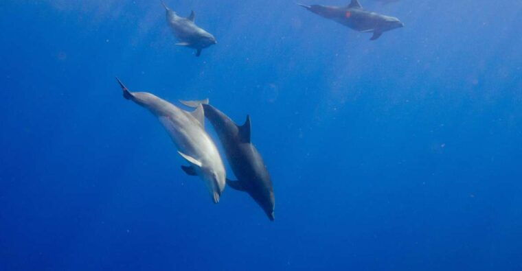 waianae-oahu-swim-with-dolphins-semi-private-boat-tour