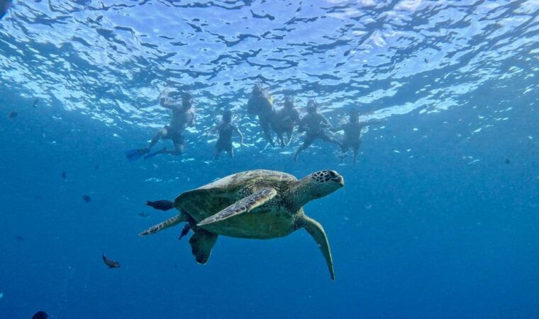 waikiki-sea-turtle-snorkeling-small-group-boat-tour