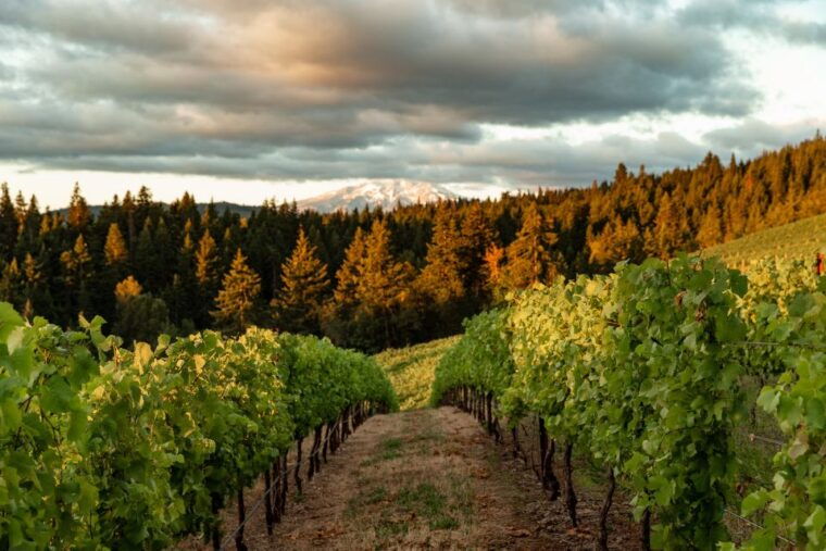 waterfalls-and-wine-plus-mt-hoods-timberline-tour-2