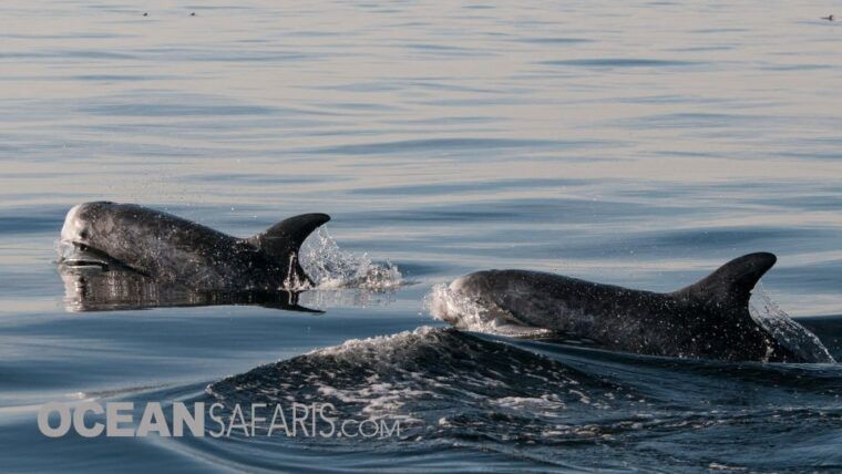 whale-and-wildlife-watching-private-and-semi-private-tours
