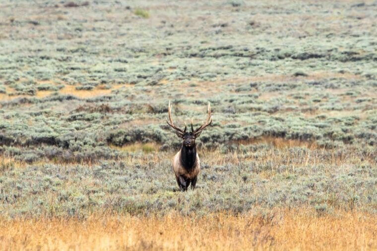 yellowstone-national-park-3-day-wildlife-photography-tour