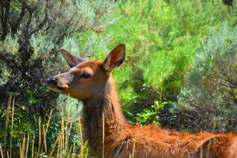 yellowstone-wildlife-tours-from-west-yellowstone-montana