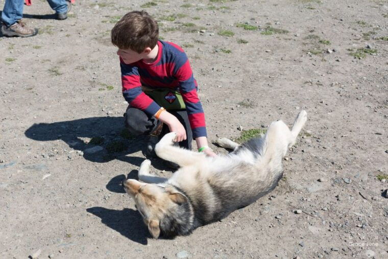 yukon-dogs-and-gold