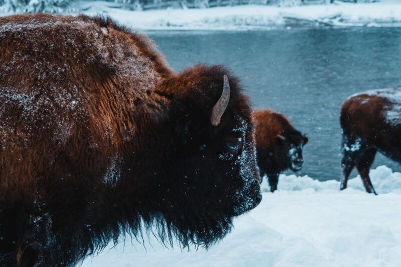 9-day-winter-yellowstone-tour-with-southern-utah-and-arizona