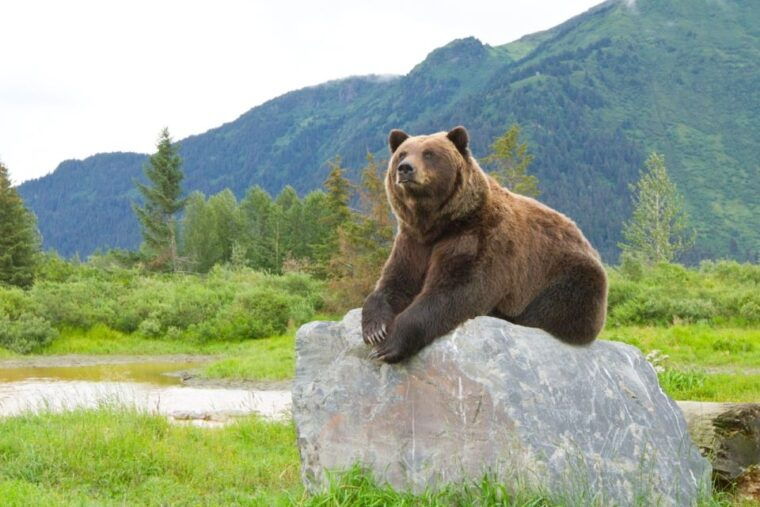 alaska-wildlife-conservation-center-admission-ticket