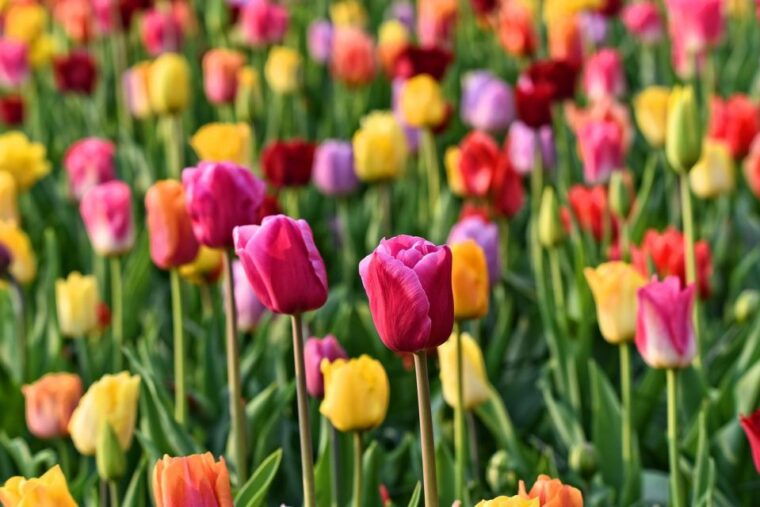 amsterdam-keukenhof-and-zaanse-schans-live-guided-day-tour
