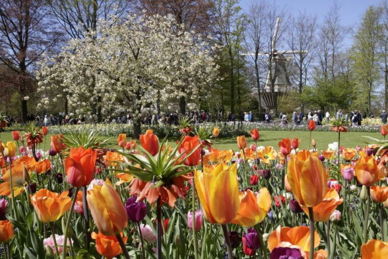amsterdam-tour-to-keukenhof-gardens-with-windmill-cruise