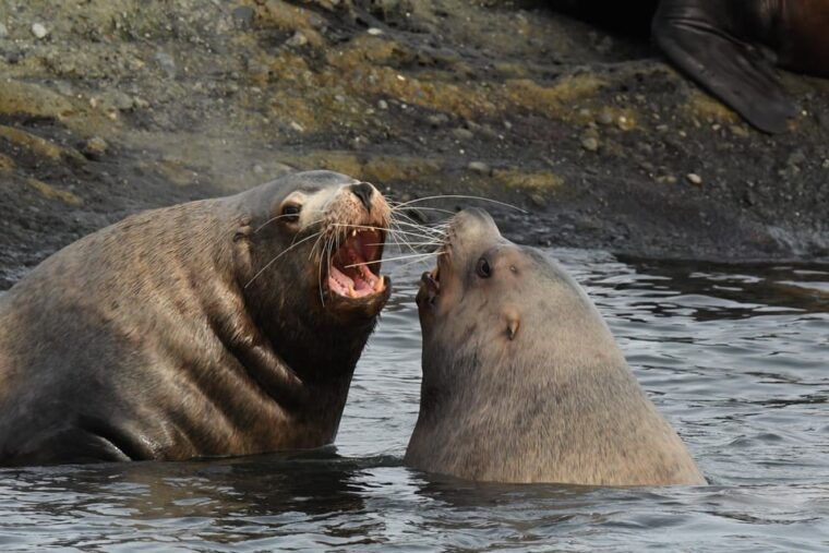 anacortes-whale-watching-adventure-tour-zodiac-boat