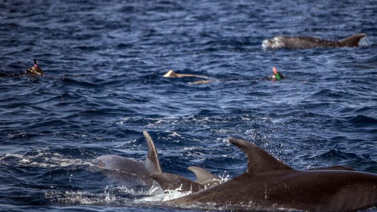 azores-swim-with-dolphins-atlantic-experience