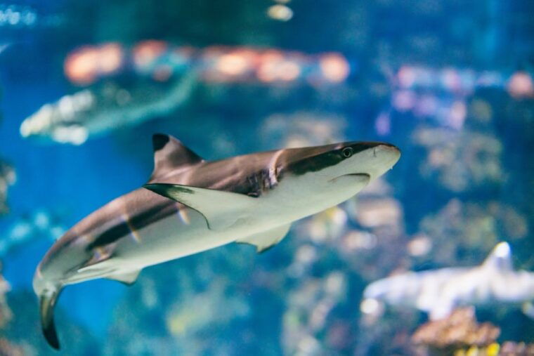 barcelona-hop-on-hop-off-bus-aquarium-tour