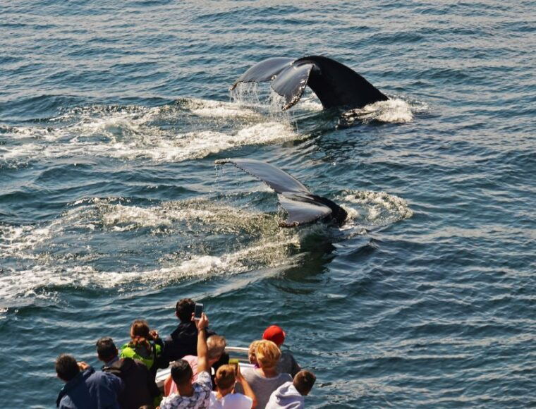 boston-whale-watching-catamaran-cruise