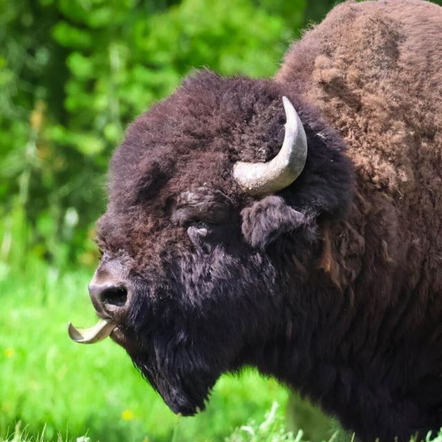 bozeman-yellowstone-grand-teton-national-park-with-hotel