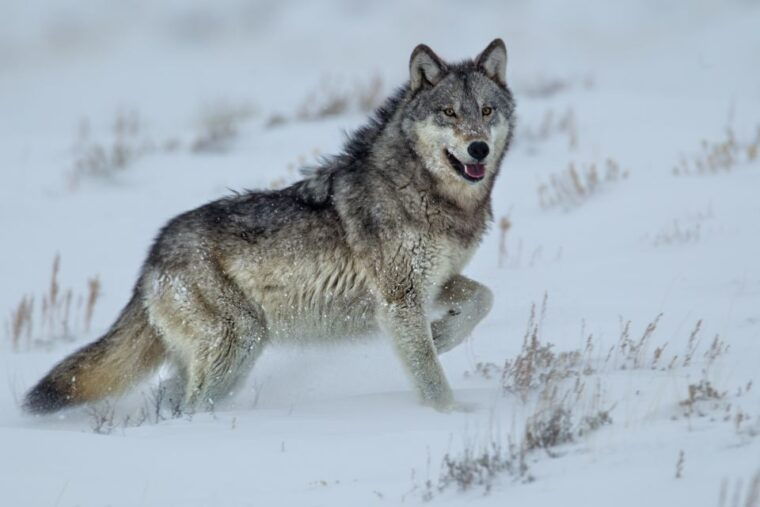 bozeman-yellowstone-wolves-and-winter-4day-3night-adventure