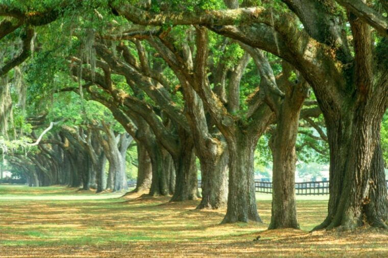 charleston-tour-pass-with-40-attractions